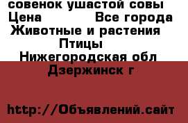 совенок ушастой совы › Цена ­ 5 000 - Все города Животные и растения » Птицы   . Нижегородская обл.,Дзержинск г.